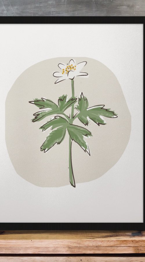 A SPRING WOOD ANEMONE FLOWER by Emma Evans-Freke