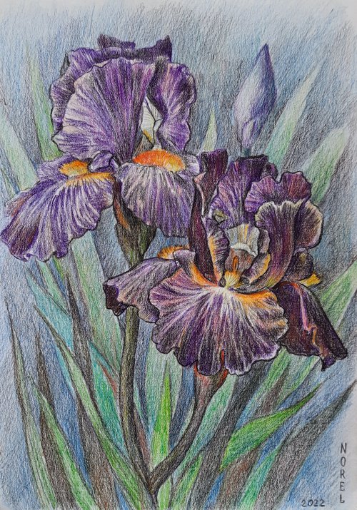 Irises by Svetlana Norel