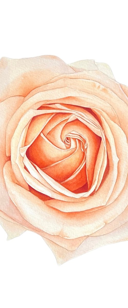 Pastel rose. Original watercolor artwork by Nataliia Kupchyk