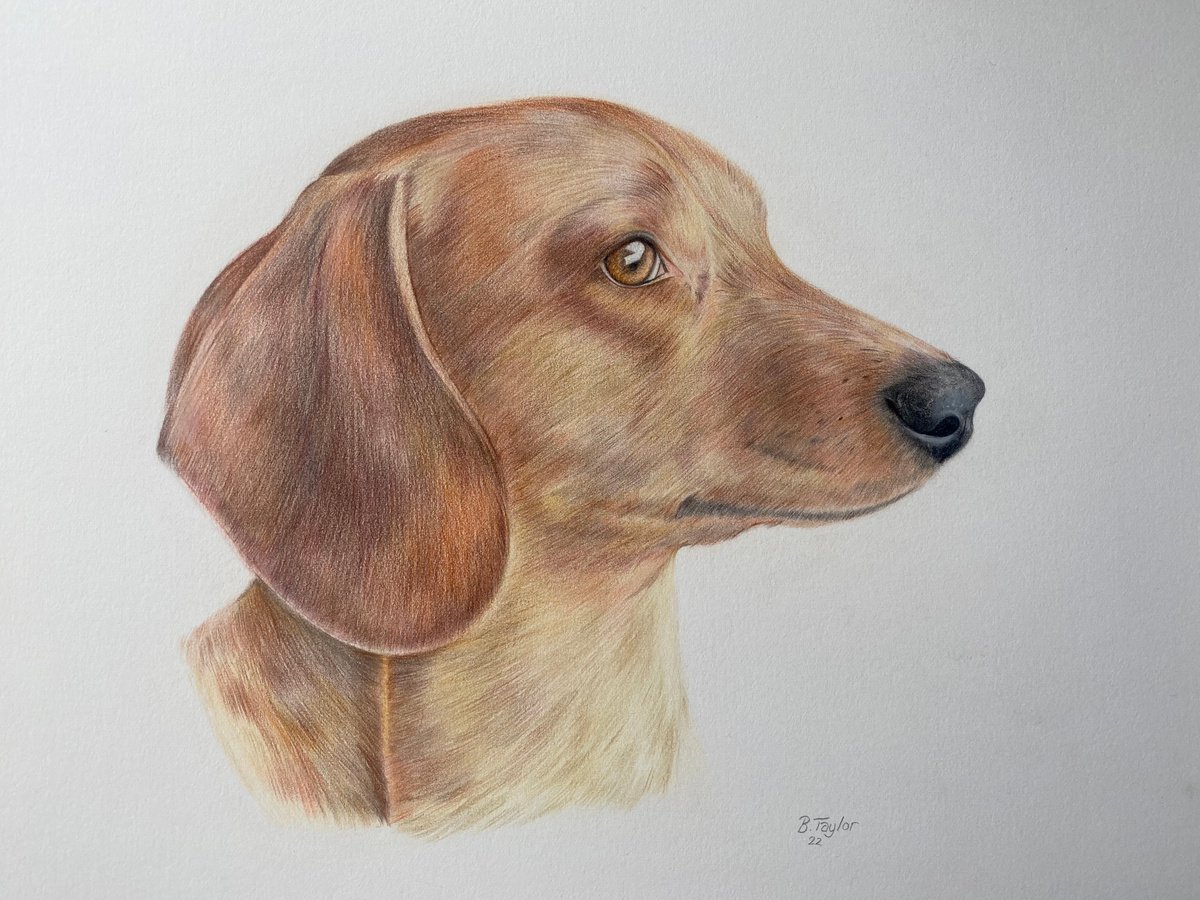 Dachshund drawing by Bethany Taylor