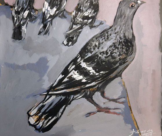 Pigeons 2