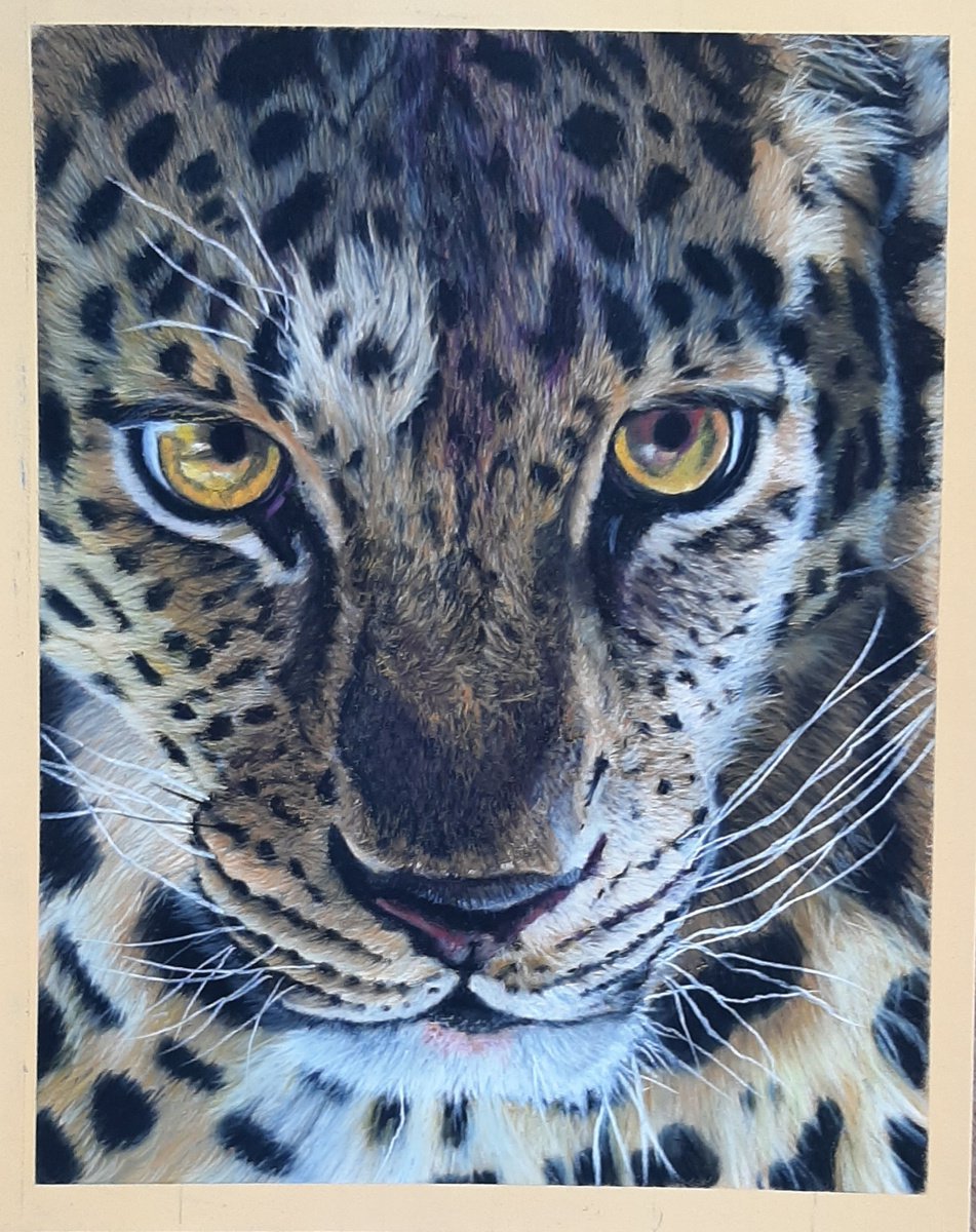 Photorealistic Animal Pastel Drawing By Anne Shaughnessy, 9 X 12, Panther, Original Artwork