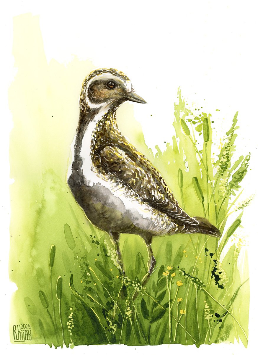 Animal Watercolour By Karolina Kijak, 12 X 16", Golden Plover, Original Artwork