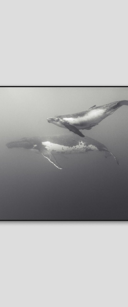 Humpback Whale by 27MM