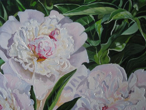 Peonies in Sunlight