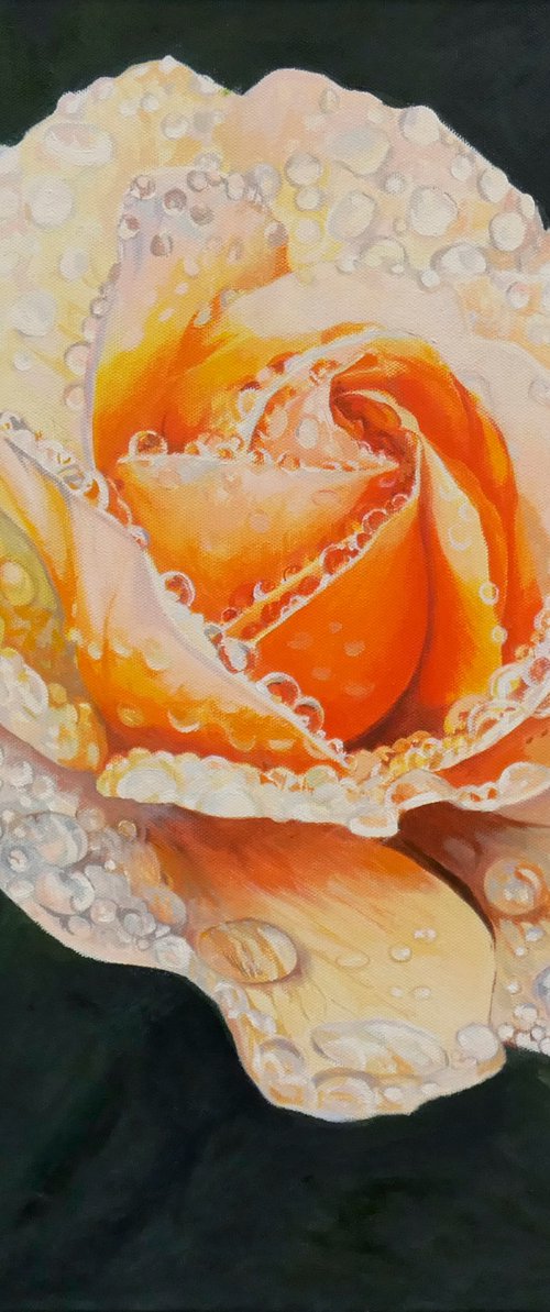 Rose Water Droplets by Hannah  Bruce