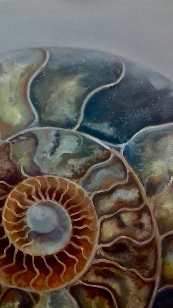 Ammonite