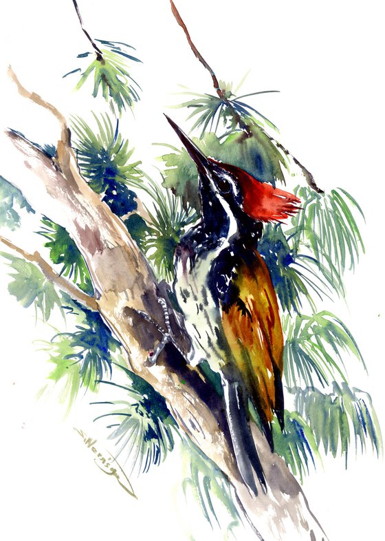 black rumped flameback woodpecker, original watercolor painting
