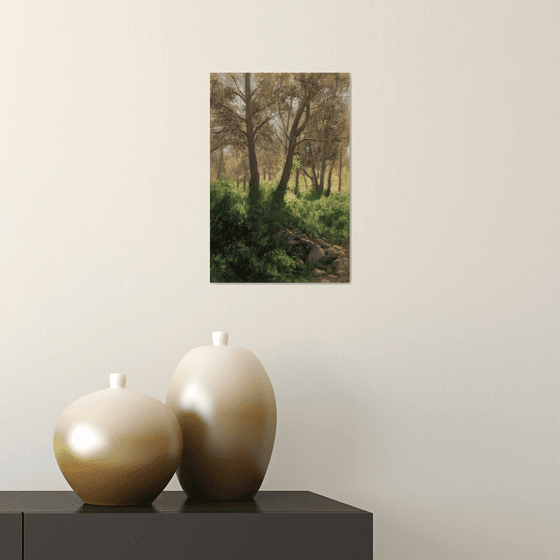 Spring in the forest