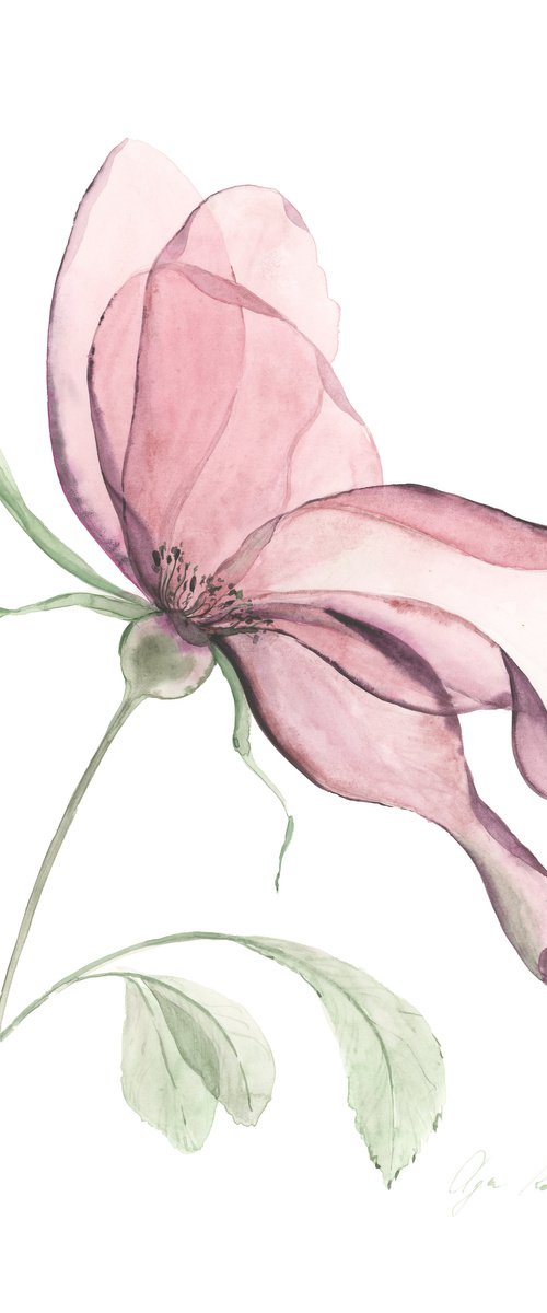 Transparent Pink Dogrose by Olga Koelsch