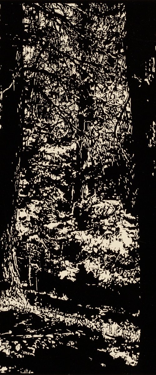 RISING WOODS/PECOS WILDERNESS by David Conn