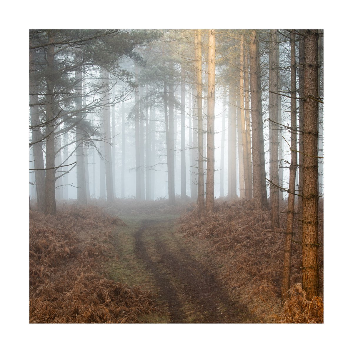 New Forest 2016-IV by David Baker