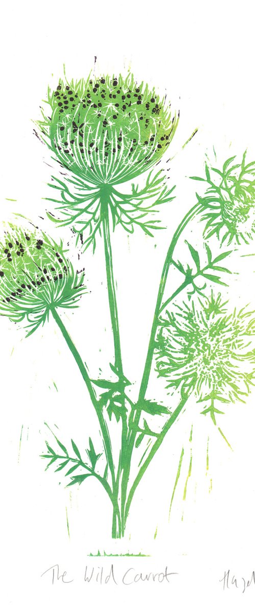 The Wild Carrot by Hazel McNab