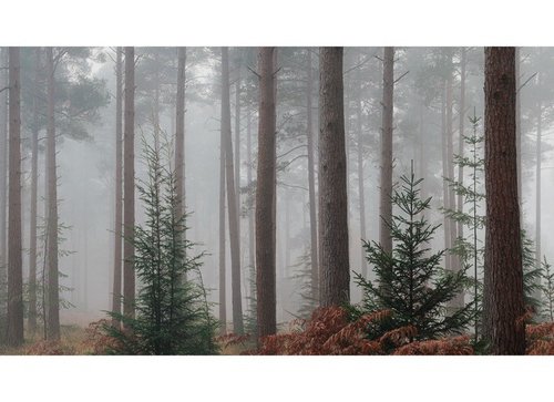 New Forest Pano III by David Baker