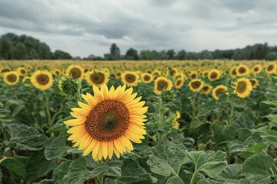 Sunflowers are blooming again