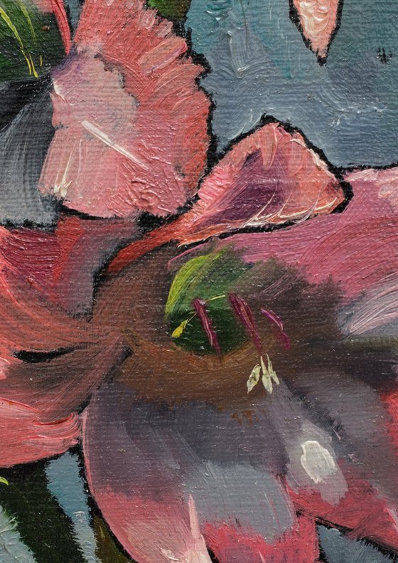 Gladiolus