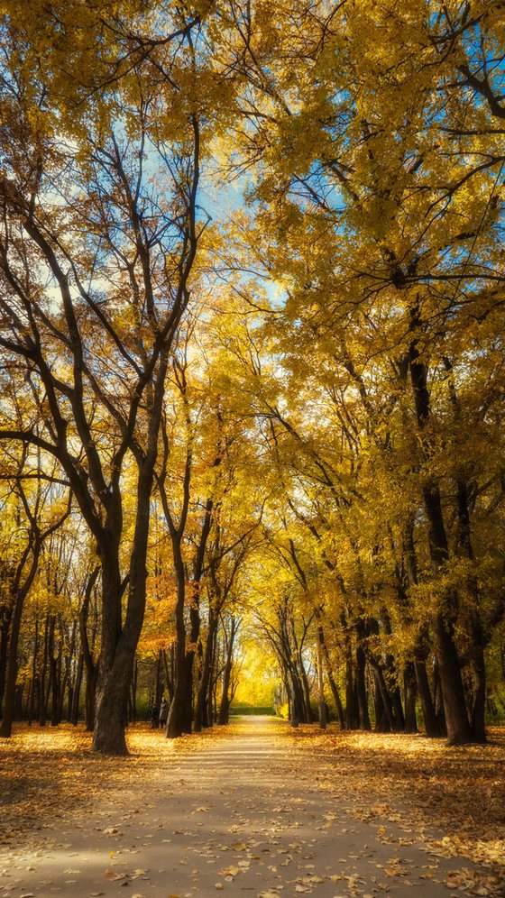 Autumn Calm VII — Golden Avenue