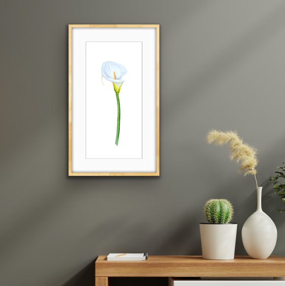 Zantedeschia white. Original watercolor artwork.