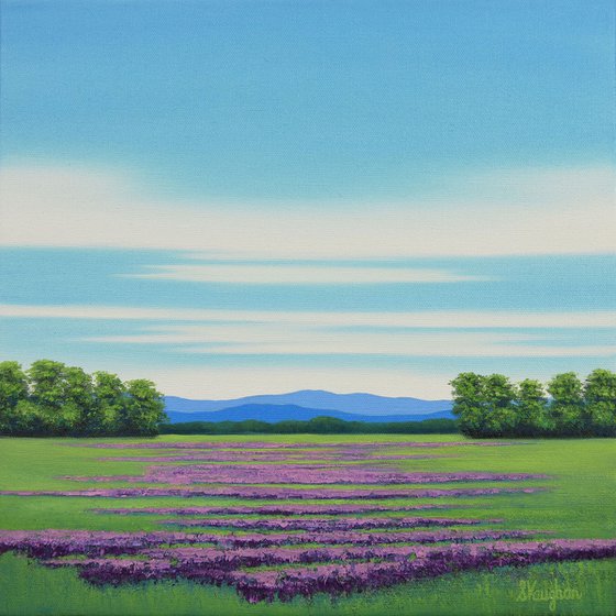 Lavender Field - Flower Field