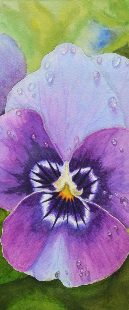 Pansy with dewdrops by Neha Soni