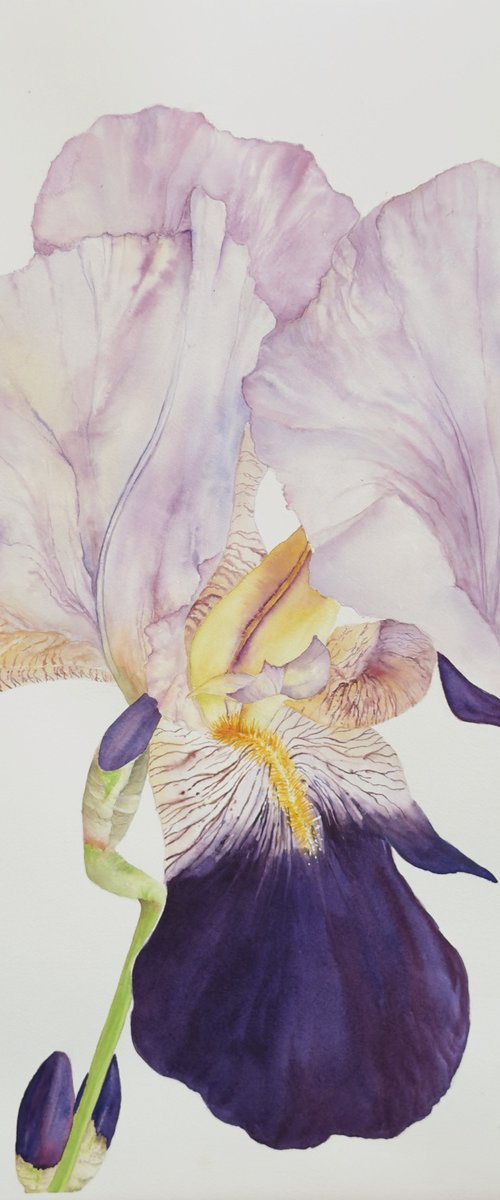 Soft Iris by Carol Staines