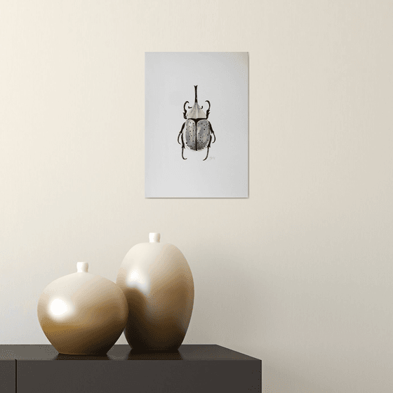 Dynastes granti rhinoceros beetle