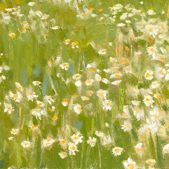 Camomile field