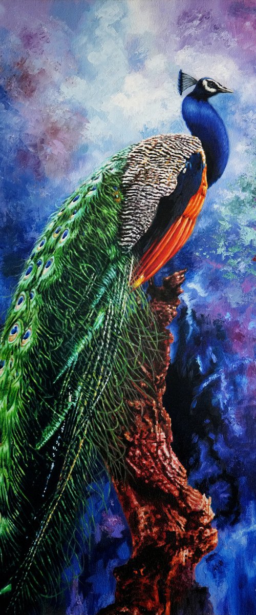 Peacock by K Shaji