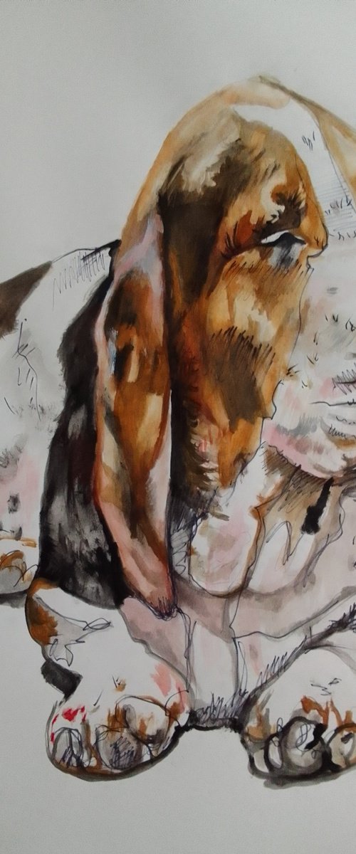 Bassethound by Soso Kumsiashvili