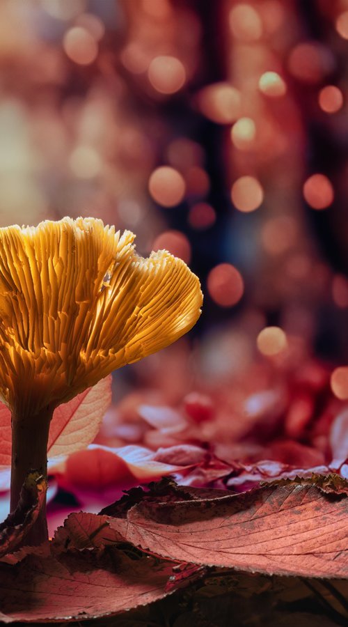 Autumn Mushroom by Paul Nash