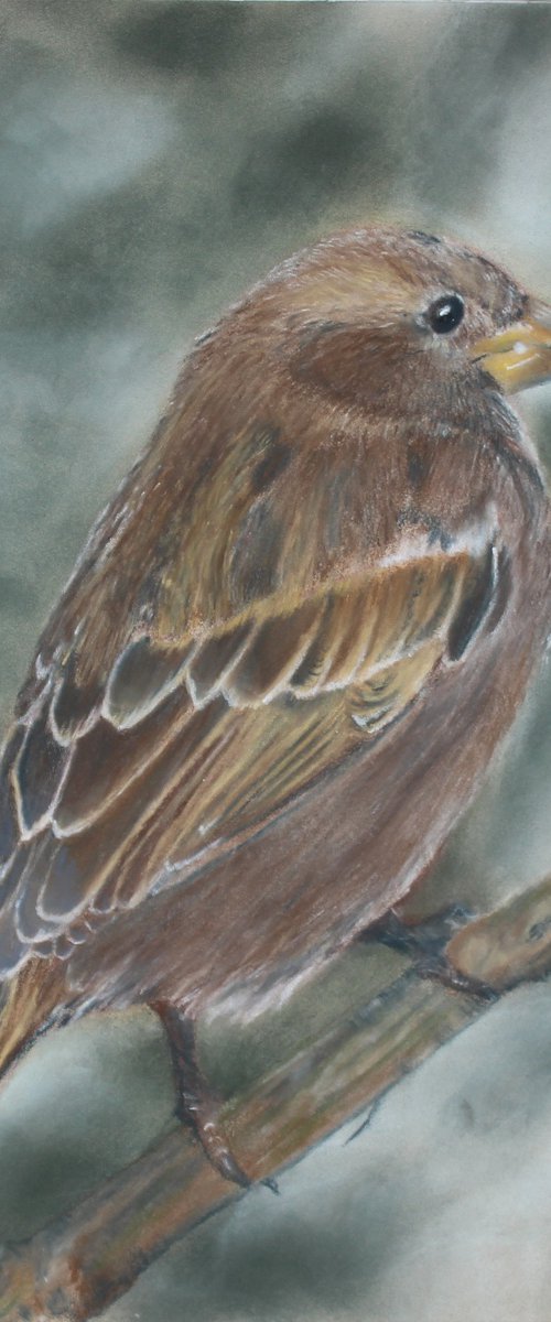 Common Sparrow by Deborah Jayne Palmer