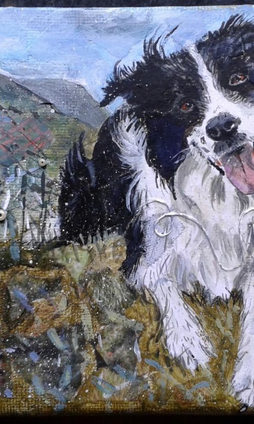 Collie dog in the hills by Fiona Plaisted