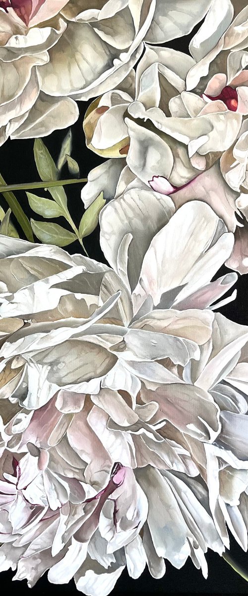 Peony season by Myroslava Denysyuk