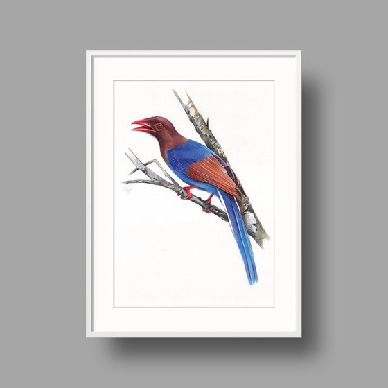 Sri Lanka Blue Magpie