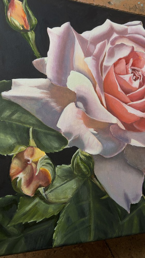 Rose in the Shadows