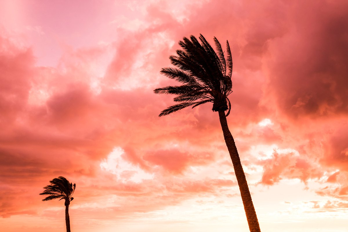 PINK PALMS 3. by Andrew Lever