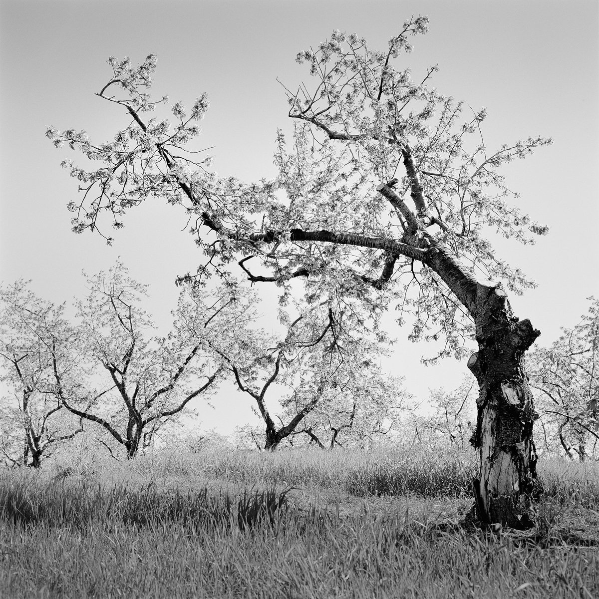Dance of the Cherry Trees by Jason Robert Jones