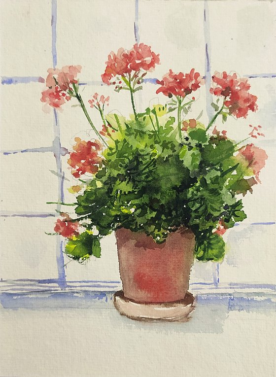 Geraniums by the window