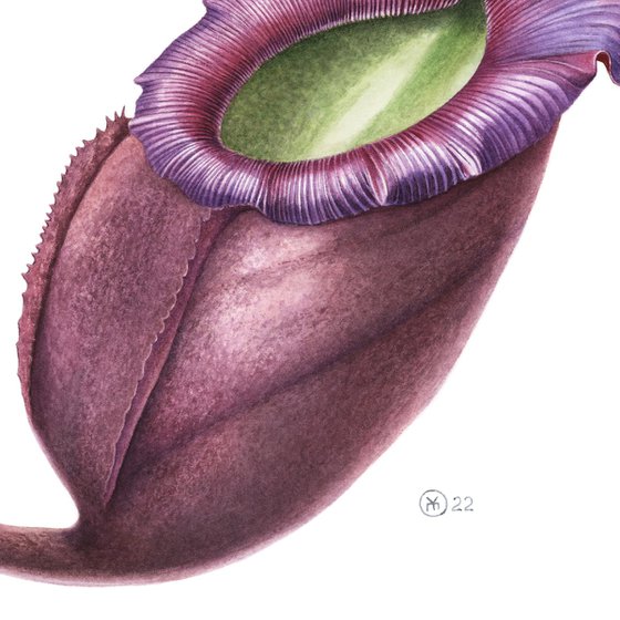 Nepenthes Swan