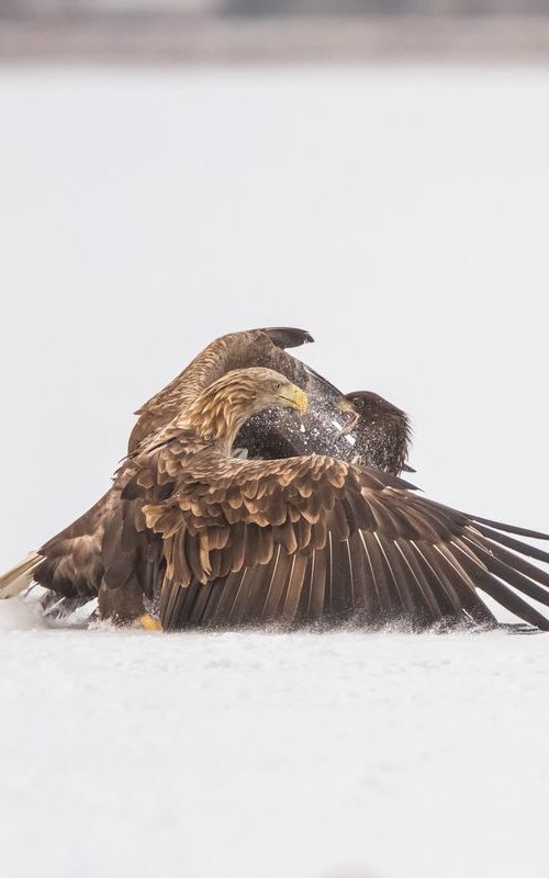 Photography | Birds | Haliaetus albicilla by Boris Belchev