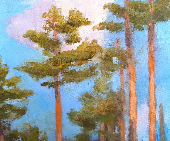 Pine forest