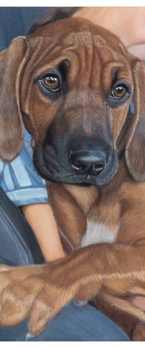 A3 size Pet Commission by Gary Thomas