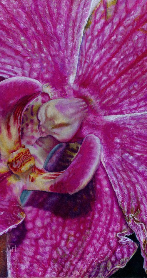 Purple Orchid by Melissa Tobia