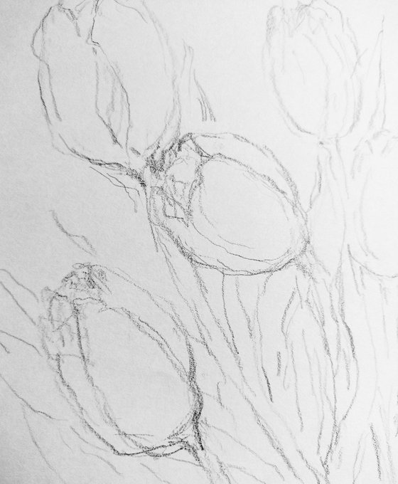 Tulipes #8. Original pencil drawing.