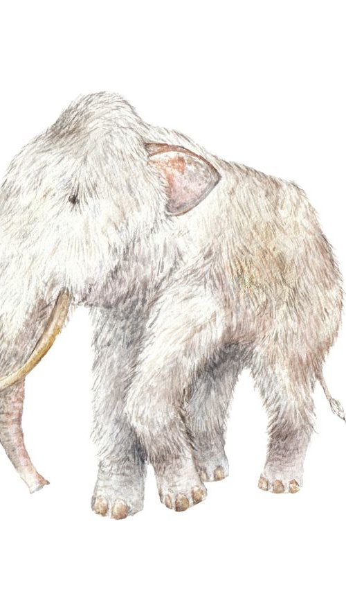 Original Watercolor Woolly Mammoth Painting by Lauren Rogoff