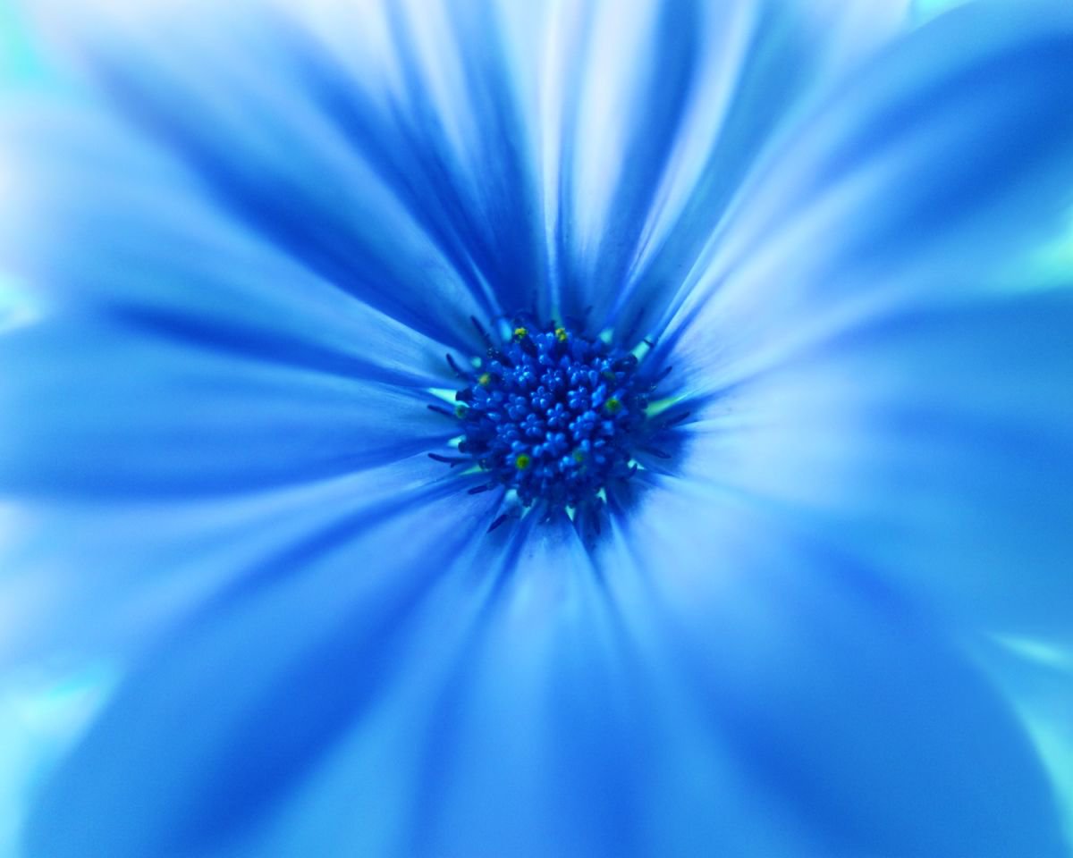 Photorealistic Botanical Photograph By Michael Filonow, 32 X 26", Blue Nebula, Original Artwork