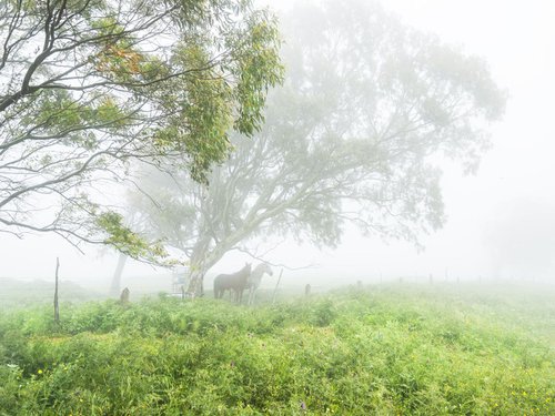 HORSES IN THE MIST by Andrew Lever