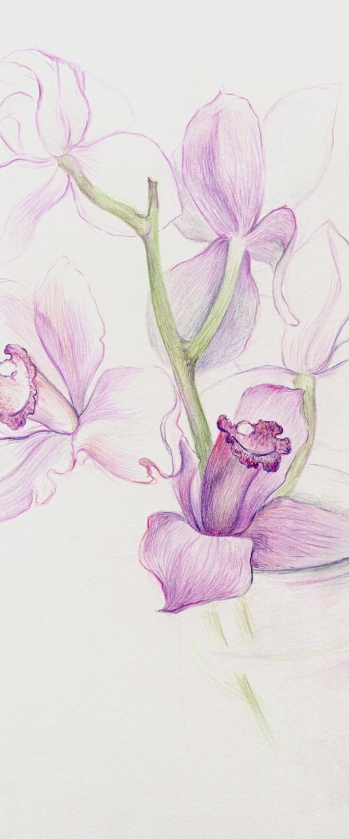 Colored pencils orchids by Liliya Rodnikova