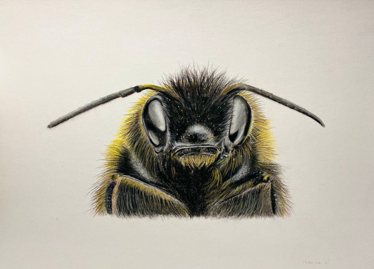 Bumblebee (close up ) my by Maxine Taylor