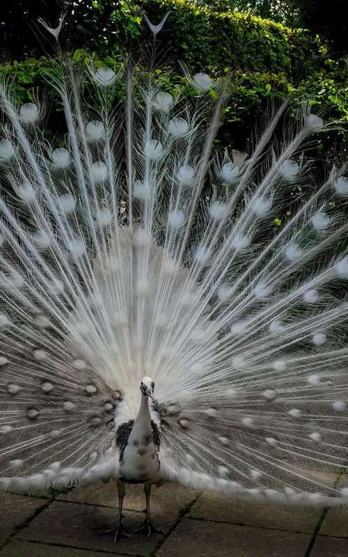 White Peacock by Martin Fry